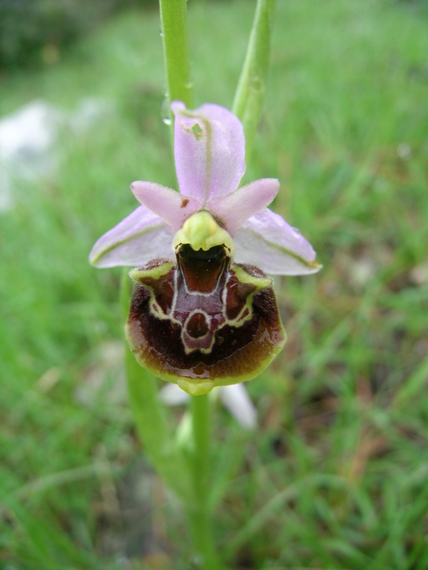 Ophrys tyrrhena e Ophrys fuciflora