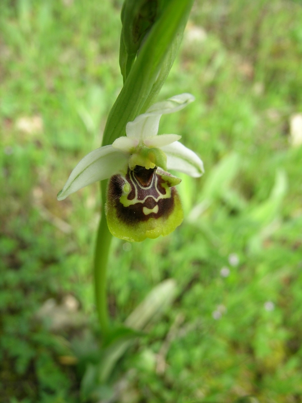 Ophrys fuciflora (?)