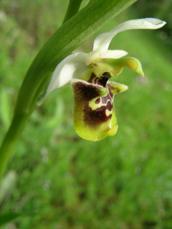 Ophrys fuciflora (?)