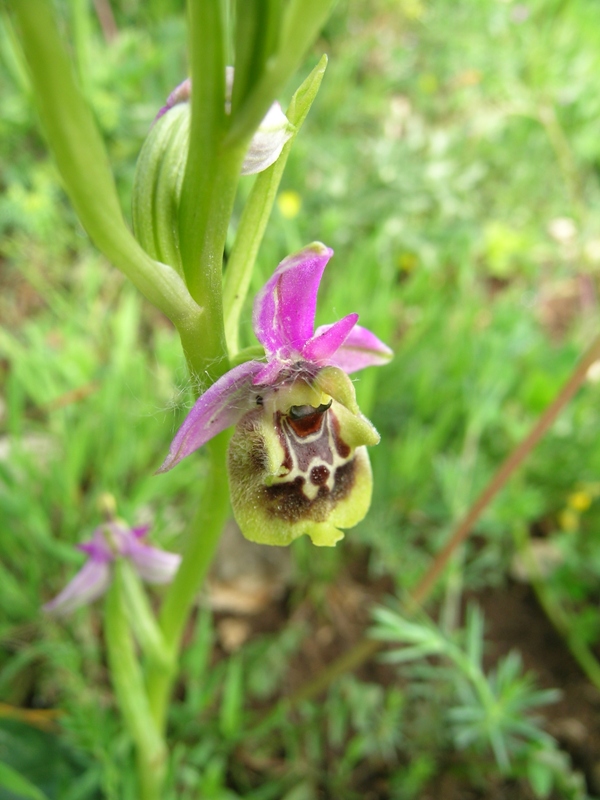 Ophrys fuciflora (?)