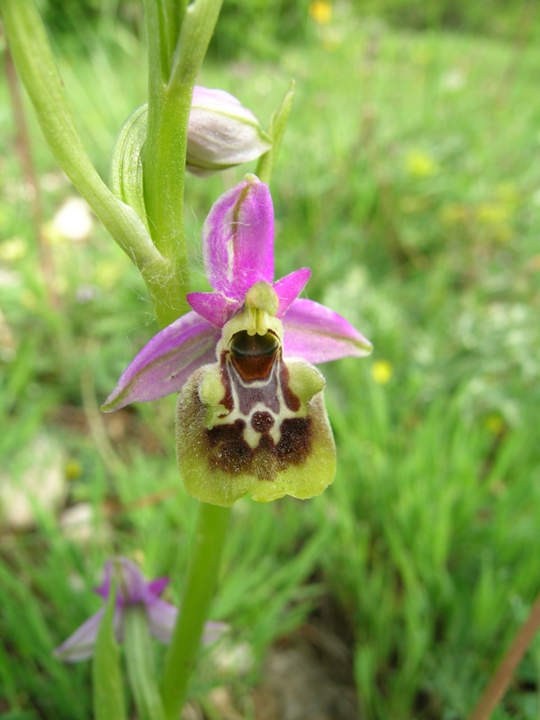 Ophrys fuciflora (?)