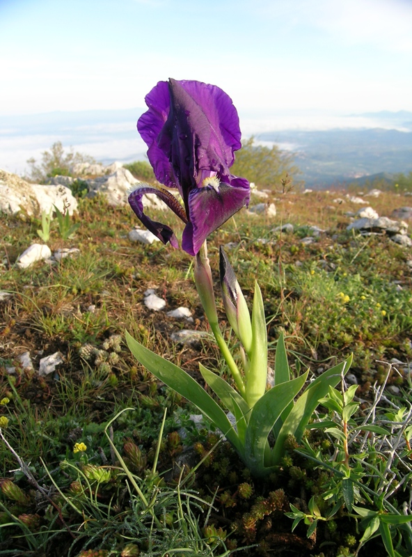 Iris sabina, un endemismo sui Lucretili