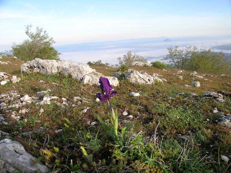 Iris sabina, un endemismo sui Lucretili