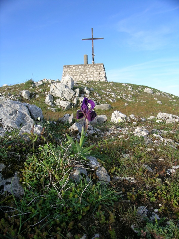 Iris sabina, un endemismo sui Lucretili