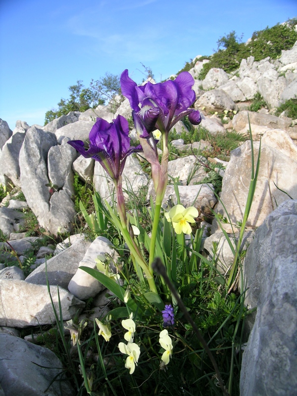 Iris sabina, un endemismo sui Lucretili