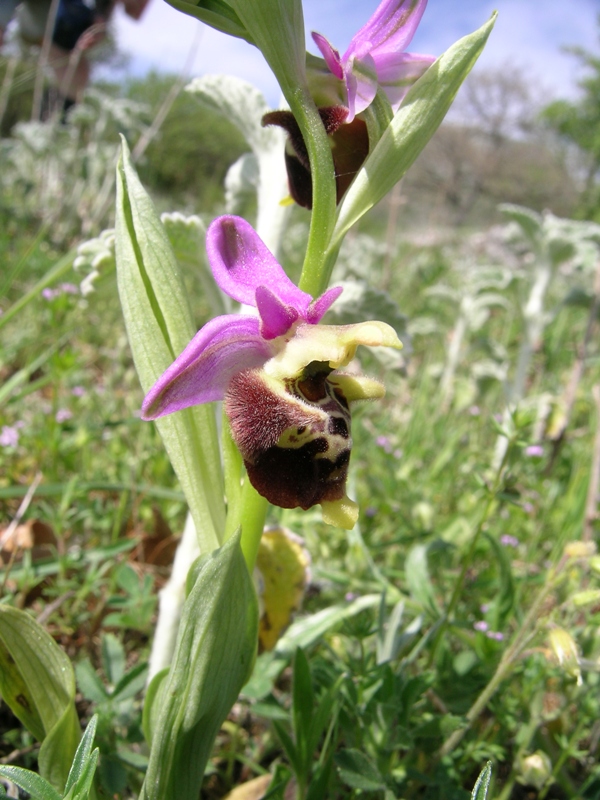 Ophrys apulica