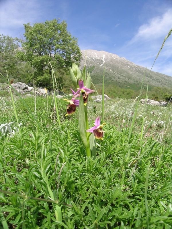 Ophrys apulica