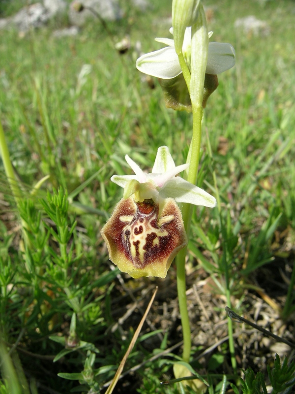 Ophrys apulica