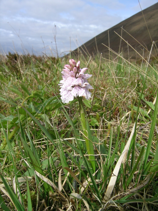 Dactylorhiza ericetorum, D. cambrensis