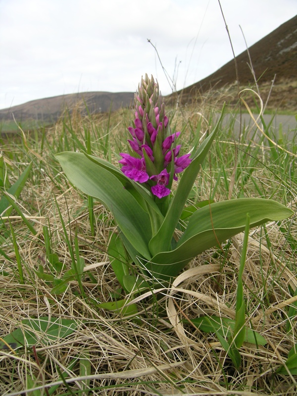 Dactylorhiza ericetorum, D. cambrensis