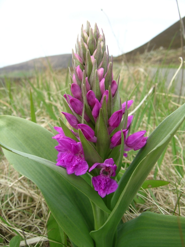 Dactylorhiza ericetorum, D. cambrensis