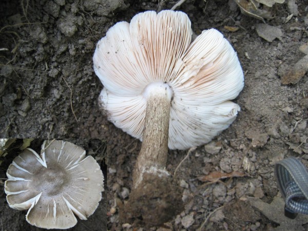 Pluteus cervinus