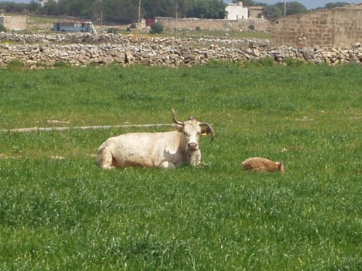 Favignana, la grande farfalla