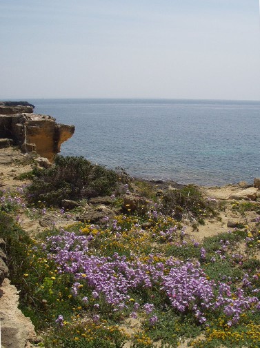 Favignana, la grande farfalla