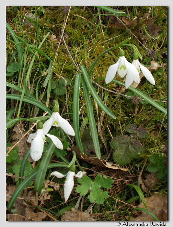 Galanthus nivalis / Bucaneve