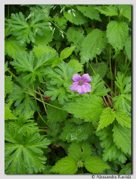 Flora nebrodense