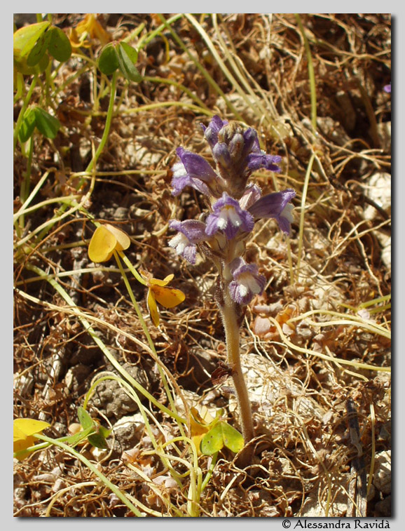 Orobanche ...