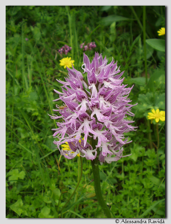 Orchis italica