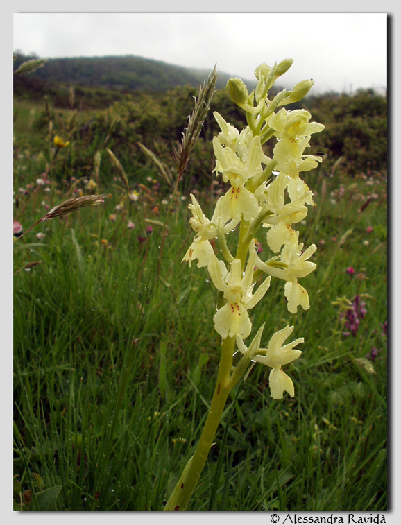 Orchis italica