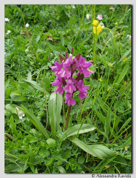 Orchis italica