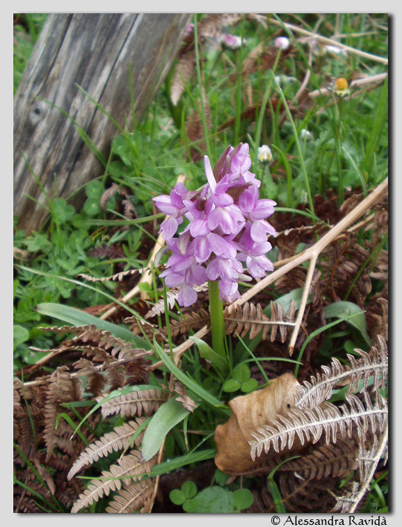 Orchis italica