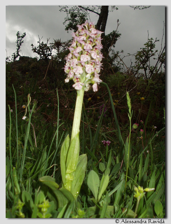 Orchis italica