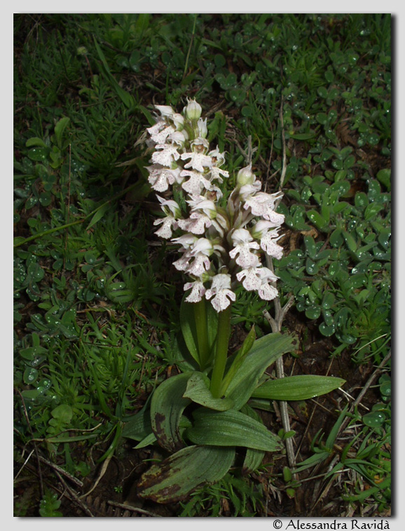 Orchis italica