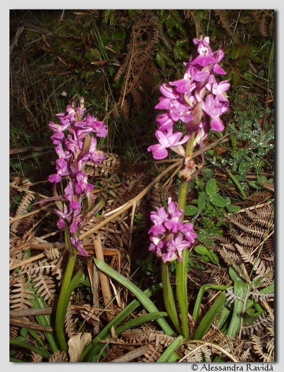 Orchis italica