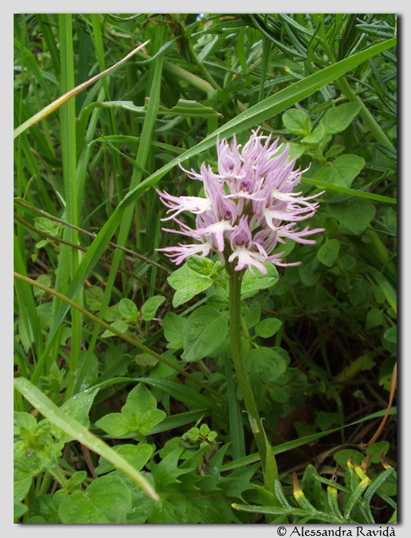 Orchis italica