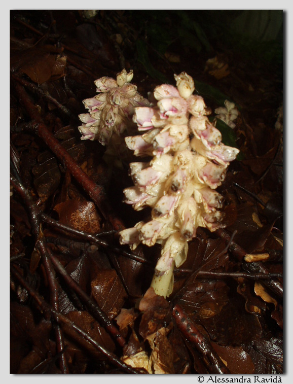 Orchis italica