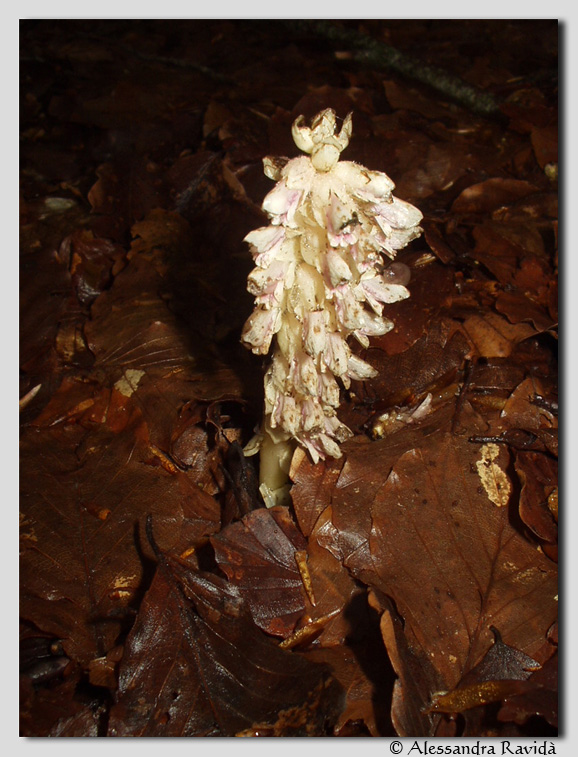 Orchis italica