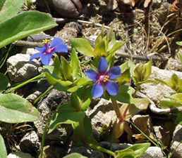 Anagallis foemina o A. arvensis??