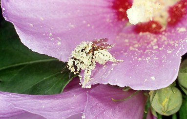 Bagno nel polline