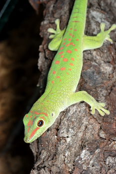 Geco Phelsuma madagascarensis