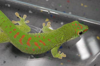 Geco Phelsuma madagascarensis