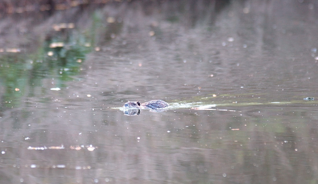 Nutria...