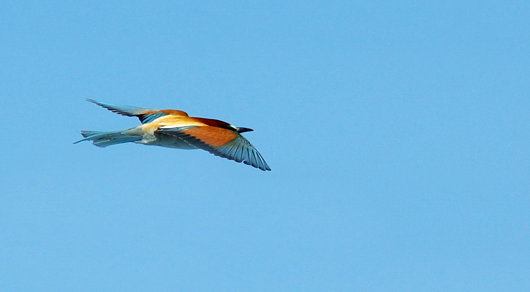 Gruccioni - Merops apiaster