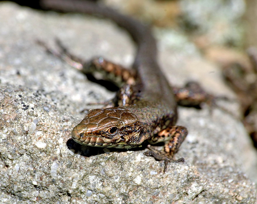 Podarcis muralis