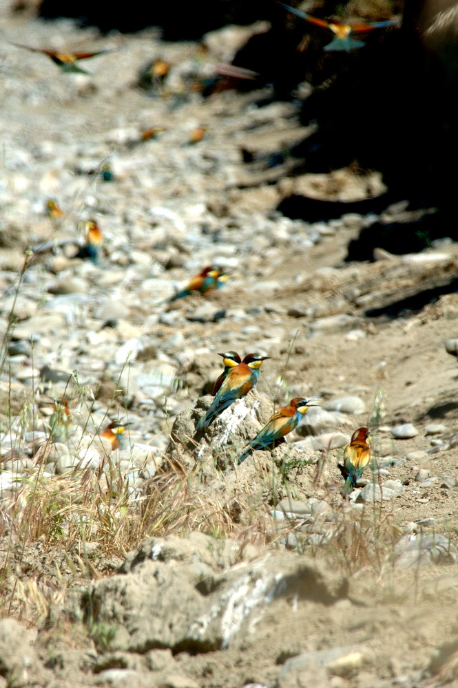 Gruccioni - Merops apiaster