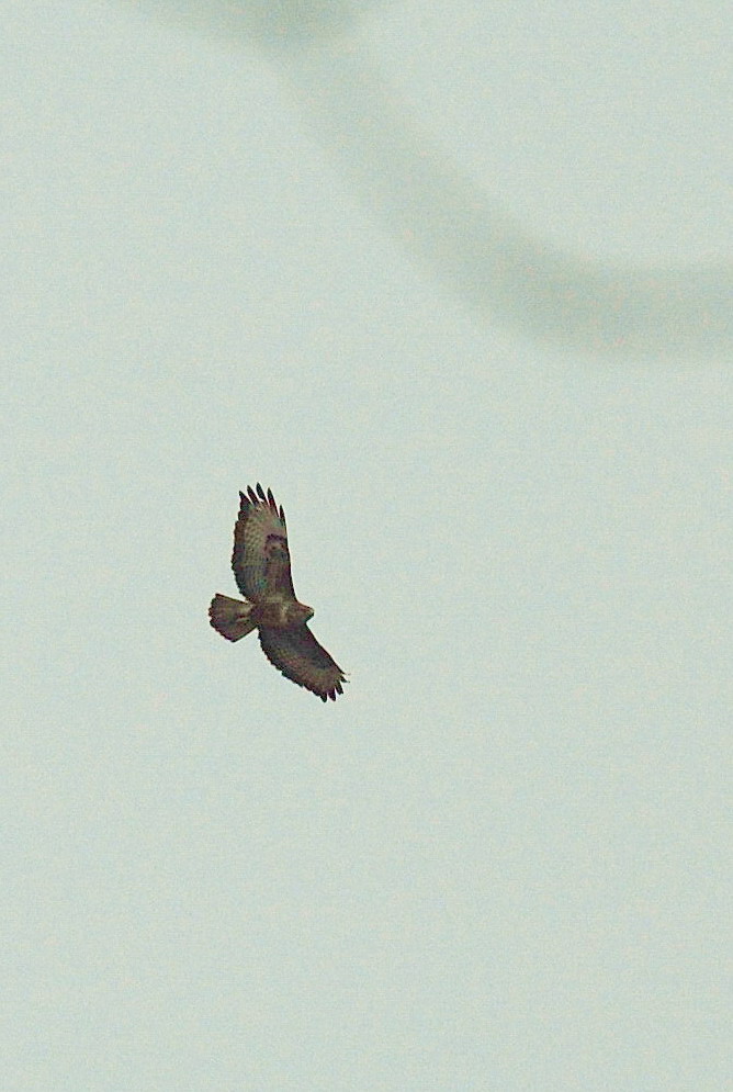 Poiana - Buteo buteo (scatto al volo)