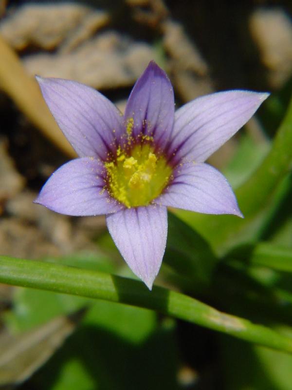 Romulea bulbocodium e Romulea columnae