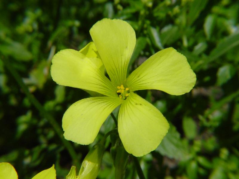 Oxalis pes-caprae / Acetosella gialla