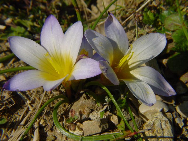 Romulea bulbocodium e Romulea columnae