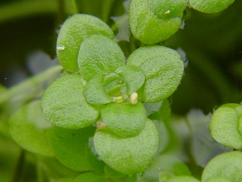 Callitriche stagnalis / Gamberaia maggiore