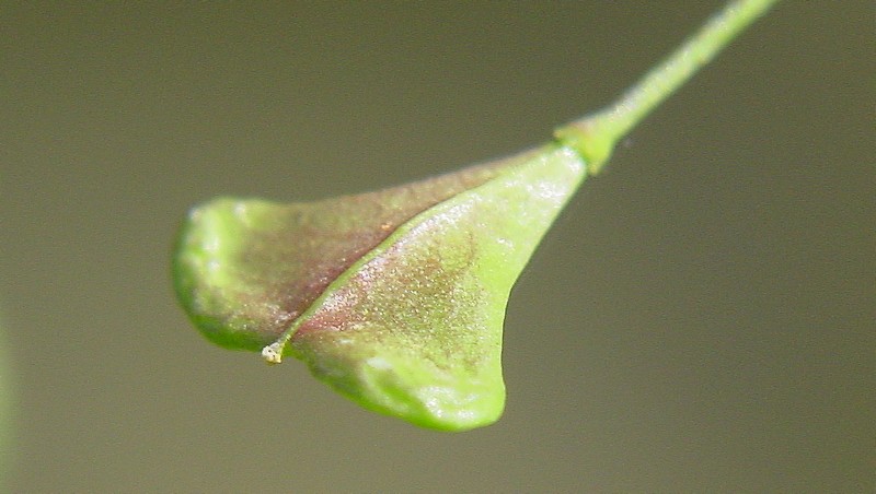 Capsella rubella / Borsapastore rosata