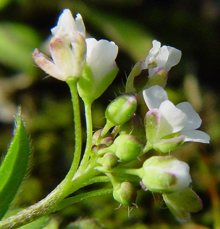 Capsella rubella / Borsapastore rosata