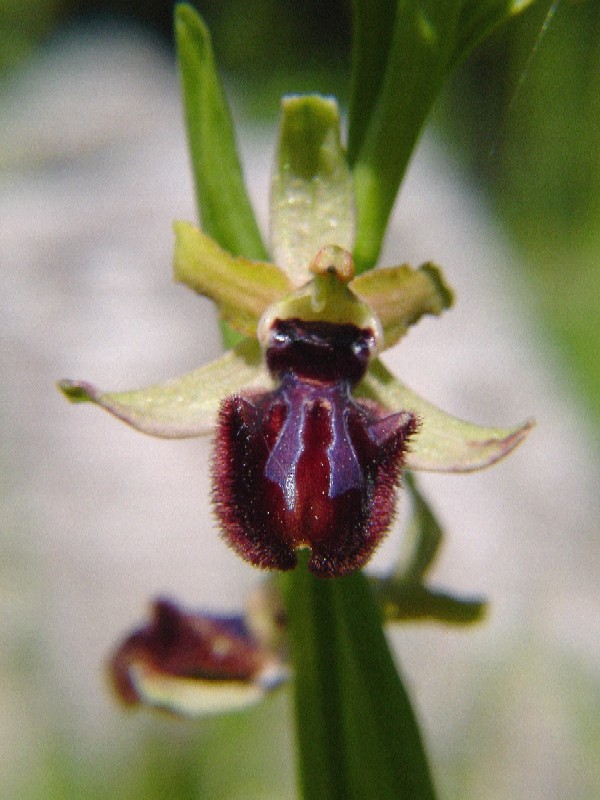 Ophrys incubacea