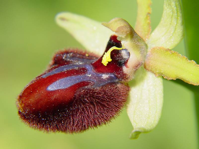 Ophrys incubacea