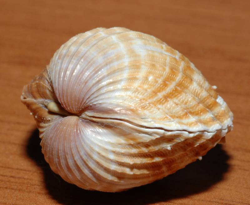 Prove di fotografia su molluschi