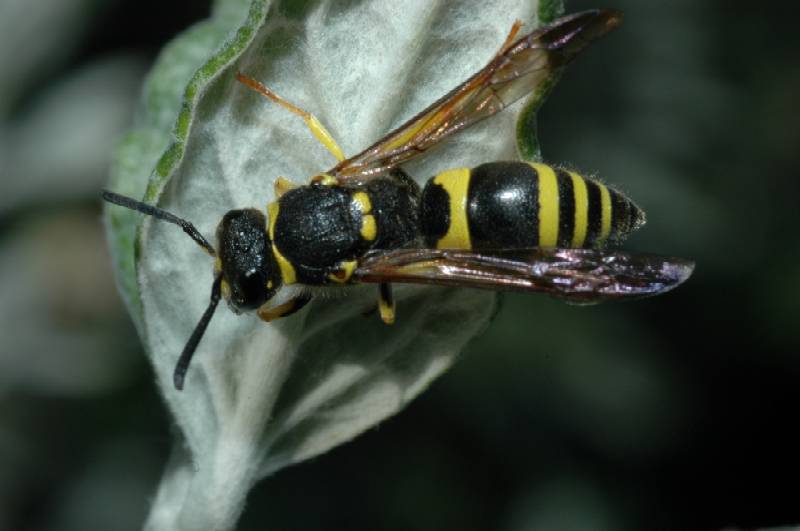 Ancistrocerus sp.